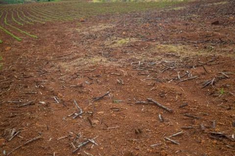 Cane burned Stock Photos