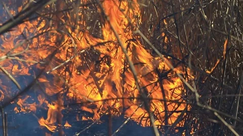 Cane burns on the river close-up Stock Footage 56750914