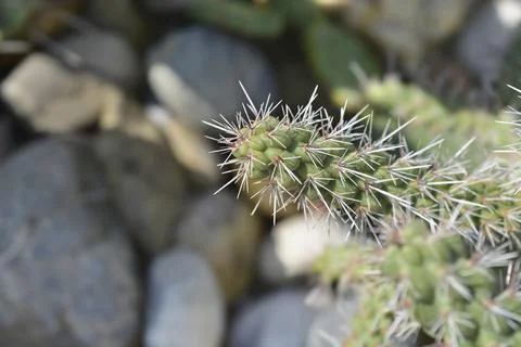 Cane cholla Stock Photos