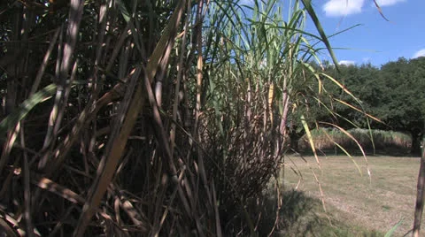 CANE CLOSE TO OAKS Video stock 23779111