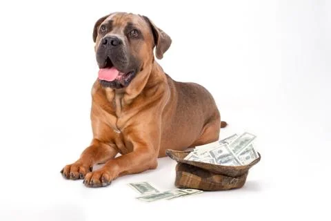 Cane corso and hat full of dollars. Stock Photos