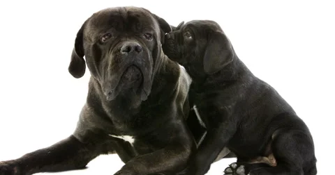 Cane Corso, a Dog Breed from Italy, Mother and Pup against White Background, Stock Footage