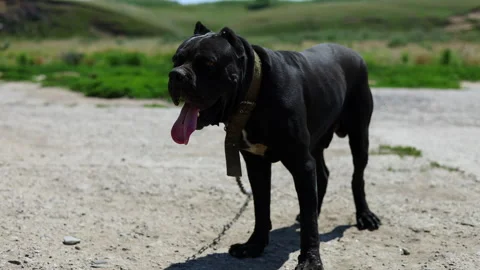 Cane corso dog chained with field background sunny summer day 4k Stock Footage 249304534