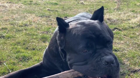 Cane Corso dog chews and plays with stick on green grass Stock Footage 177959918