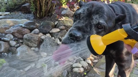 Cane Corso dog drinking water Stock Footage 336594783
