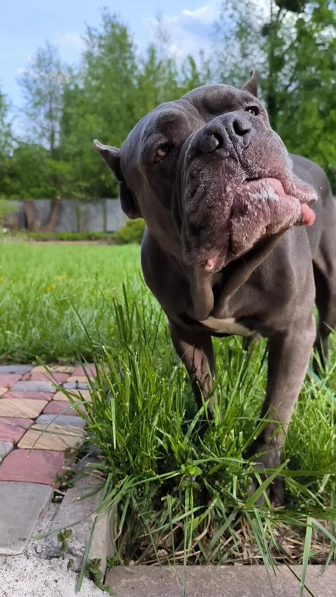 Cane Corso dog eating grass on backyard, vertical footage. Stock Footage 276353425