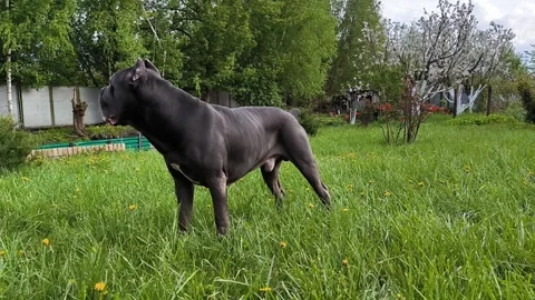 Cane Corso dog eating grass on backyard, guardian dog, horizontal footage. Stock Footage 276353438