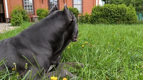 Cane Corso dog eating grass on backyard, horizontal footage Stock Footage 276353453