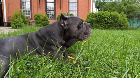 Cane Corso dog eating grass on backyard, horizontal footage Stock Footage 276353863