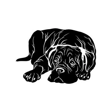 Cane Corso dog - Lying Cane Corso vector stock isolated illustration on white Stock Illustration