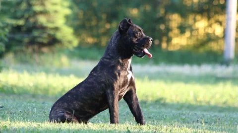 Cane Corso dog in the park Stock Footage 50660380