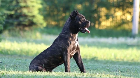 Cane Corso dog in the park Stock Footage 51359935