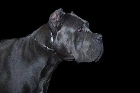 Cane corso dog Stock Photos