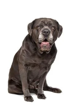Cane corso dog Stock Photos