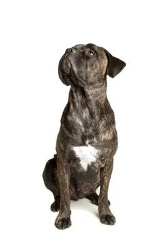 Cane Corso dog Foto stock