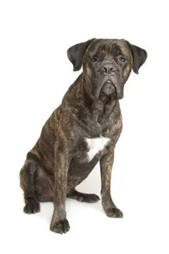 Cane Corso dog Stock Photos