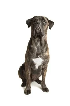 Cane Corso dog Stock Photos