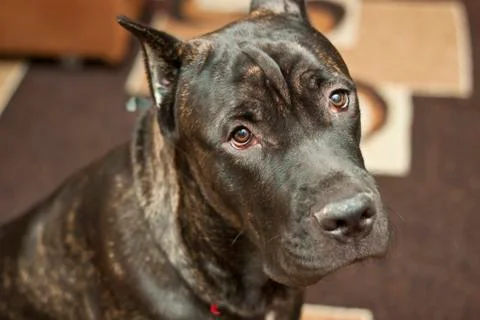 Cane Corso dog Stock Photos