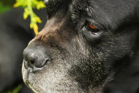 Cane Corso dog Foto stock