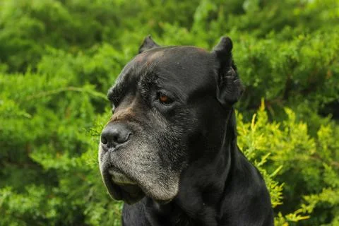 Cane Corso dog Foto stock