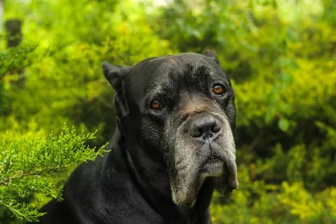 Cane Corso dog Foto stock