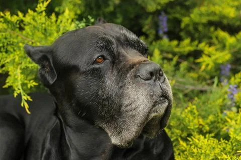 Cane Corso dog Foto stock