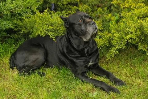 Cane Corso dog Foto stock
