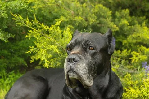 Cane Corso dog Foto stock