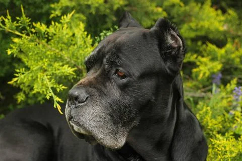 Cane Corso dog Foto stock