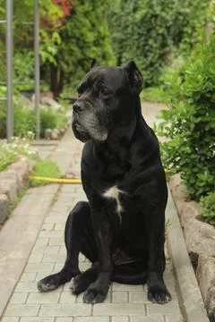 Cane Corso dog Foto stock
