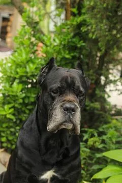 Cane Corso dog Foto stock