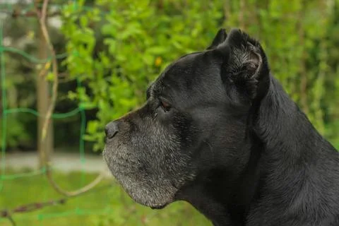 Cane Corso dog Foto stock