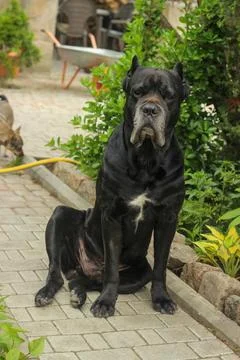 Cane Corso dog Foto stock