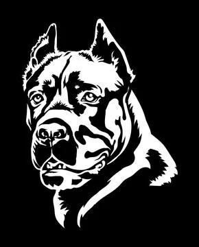 Cane Corso dog portrait vector illustration on black . Stock Illustration