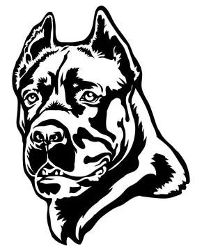 Cane Corso dog portrait vector illustration on white. Stock Illustration