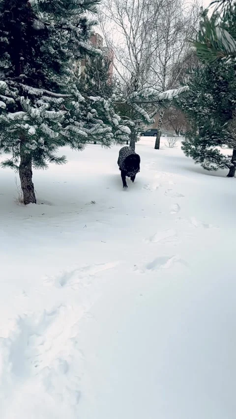 Cane Corso dog running toward camera in snow, slow motion 스톡 동영상 328469283