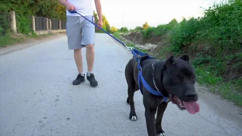 Cane Corso dog walking on a leash slow motion Stock Footage 197656896