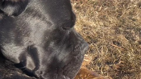 Cane Corso doggy bites thick wooden stick in countryside Stock Footage 172365925