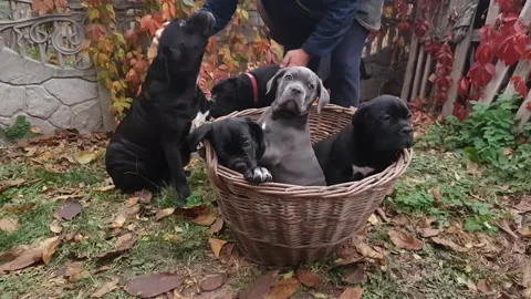 Cane Corso family Stock Footage 167884949
