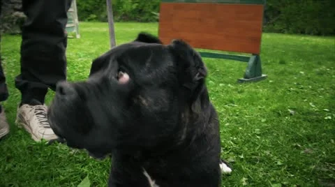 Cane Corso Stock Footage 12409685