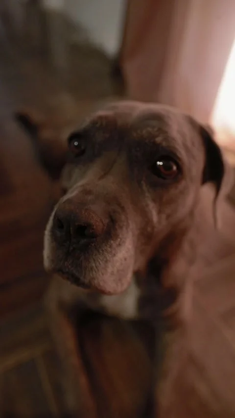 Cane corso 库存影片 281260893