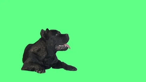 Cane corso on a green background Stock Footage 81774869