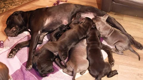 A Cane Corso mother feeds her puppies with breast milk Stock Footage 327873145