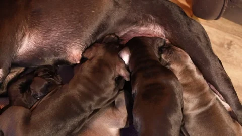 A Cane Corso mother feeds her puppies with breast milk Stock Footage 327873148
