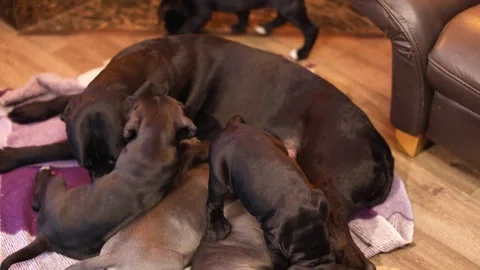 A Cane Corso mother feeds her puppies with breast milk Stock Footage 327873149