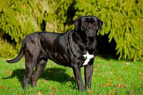 CANE CORSO Stock Photos