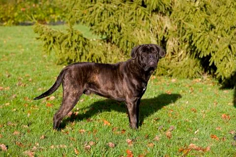 CANE CORSO Stock Photos