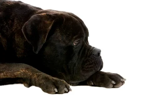 CANE CORSO Stock Photos