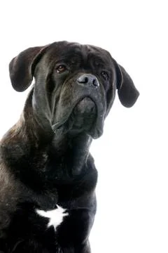 CANE CORSO Stock Photos