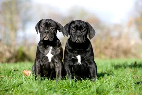 CANE CORSO Stock Photos